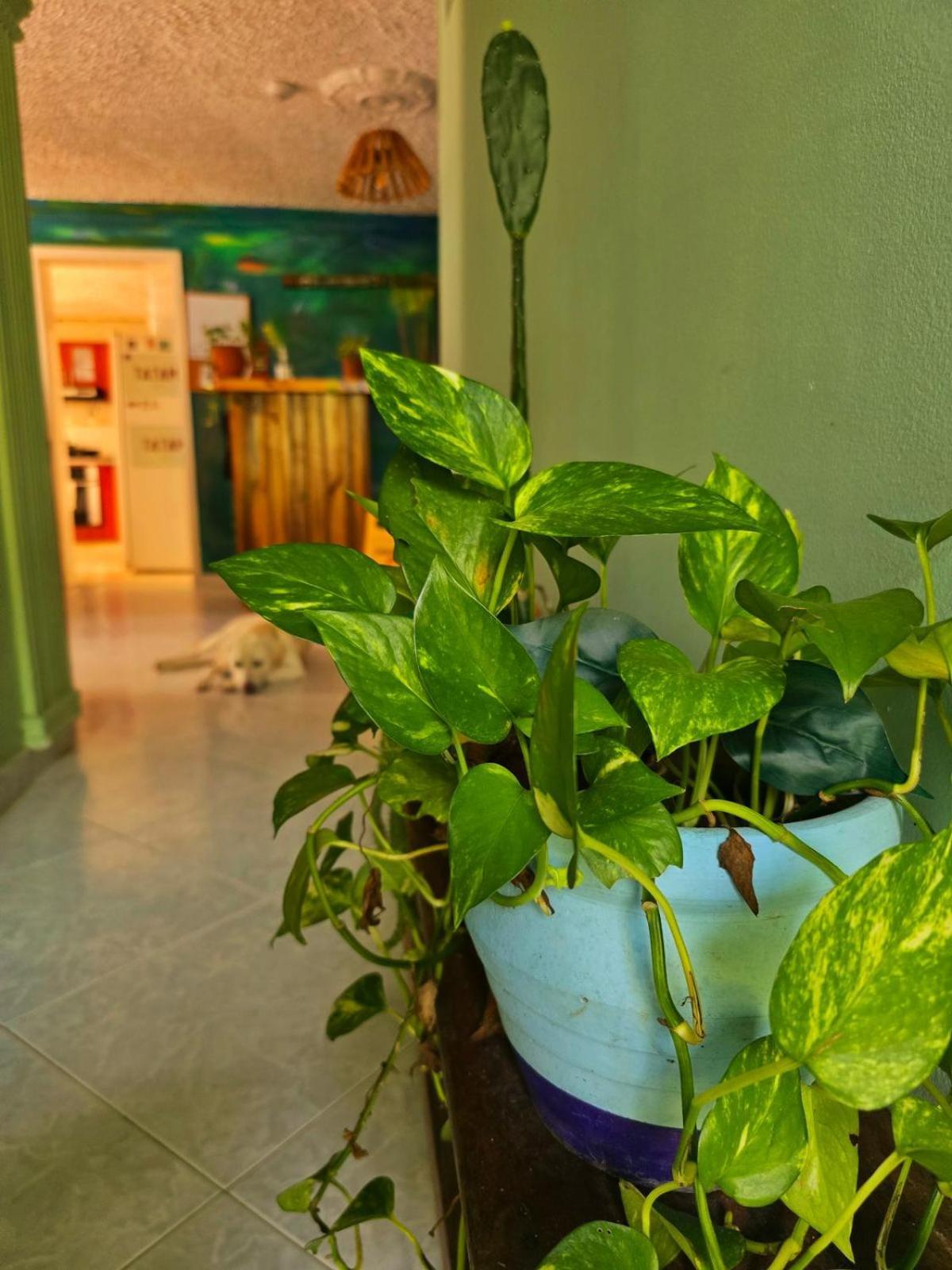 Tatami Hostel Bucaramanga Exterior photo